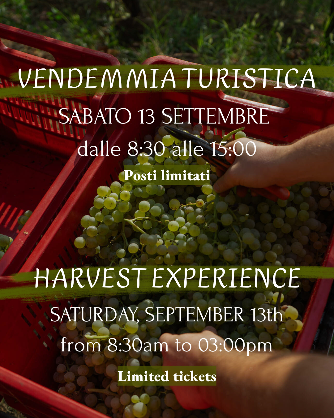 Grape Harvest Experience - Saturday, September 13